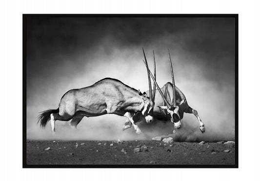 Plakat Antylopy 33x43 cm ForWalls.eu