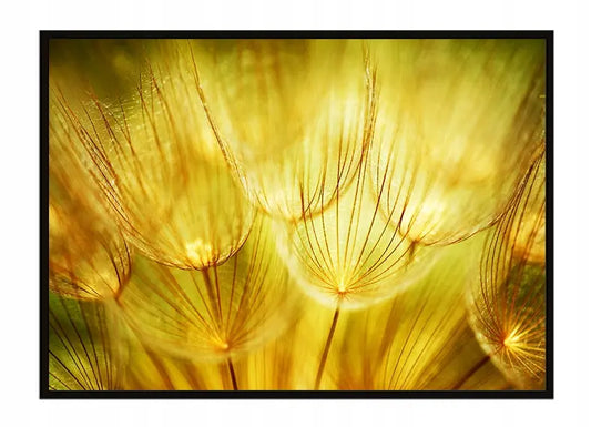 Plakat Dmuchawce 53x73 cm ForWalls.eu