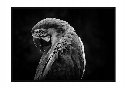 Plakat Papuga 33x43 cm ForWalls.eu
