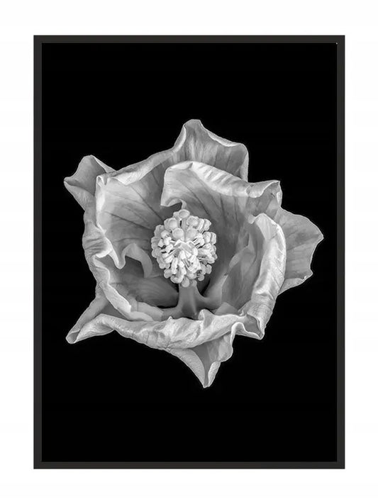 Plakat Kwiat 53x73 cm ForWalls.eu