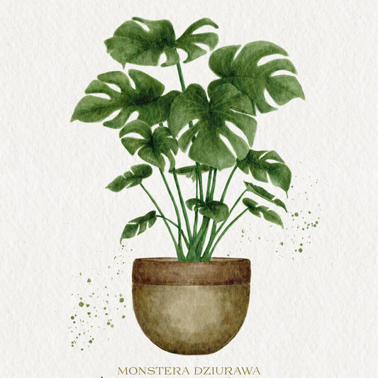 Plakat Monstera Deliciosa ForWalls.eu