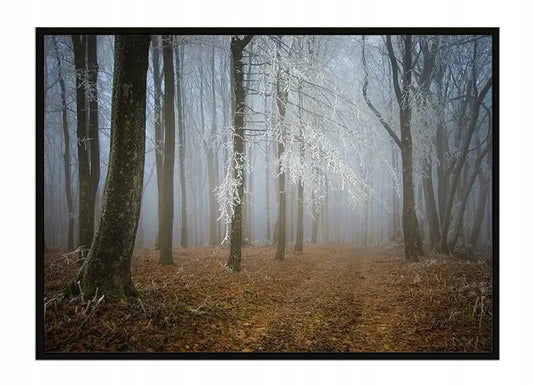 Plakat Las 53x73 cm - ForWalls.eu
