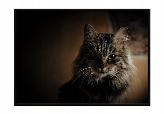 Plakat Kot 33x43 cm ForWalls.eu