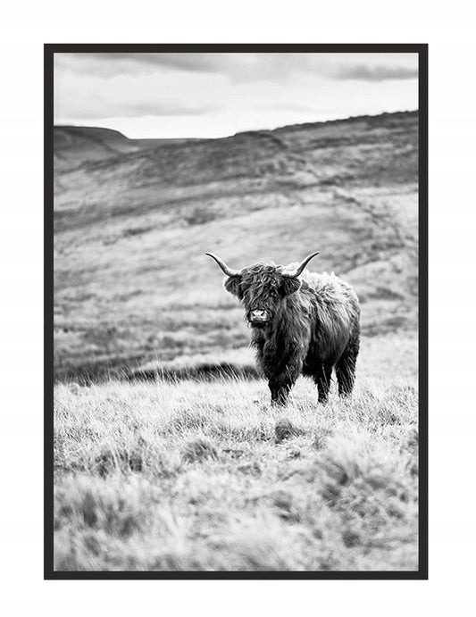 Plakat Krowa Highlander 33x43 cm ForWalls.eu
