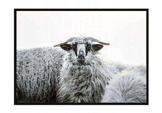 Plakat Owce 33x43 cm ForWalls.eu