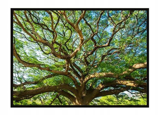 Plakat Drzewo 53x73 cm - ForWalls.eu