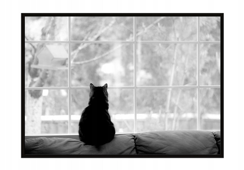 Plakat Kot 33x43 cm  ForWalls.eu
