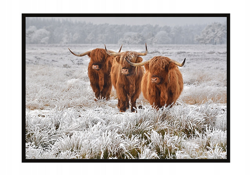 Plakat Krowy Highlander 33x43 cm  ForWalls.eu