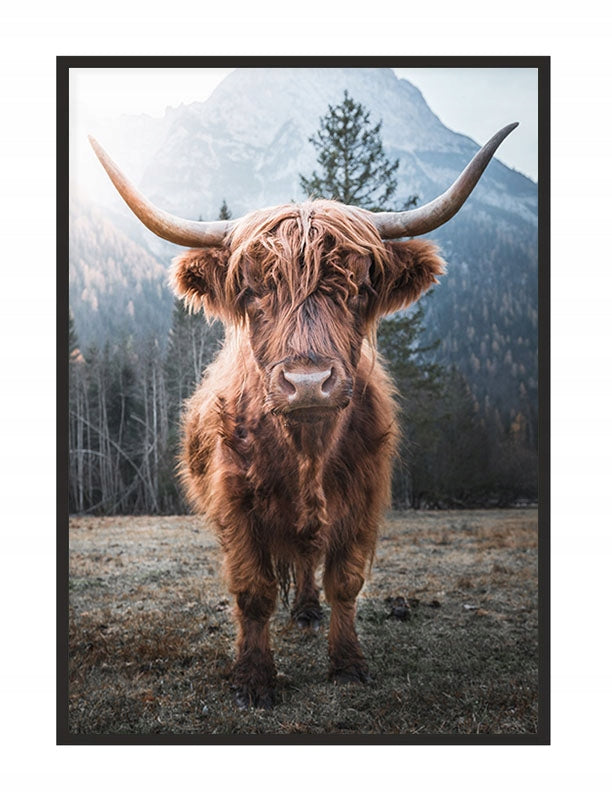 Plakat Highlander Cow 33x43 cm  ForWalls.eu
