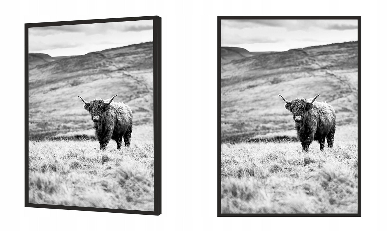 Plakat Krowa Highlander 33x43 cm  ForWalls.eu