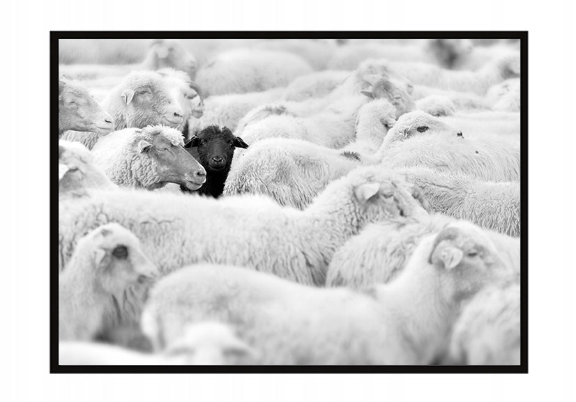 Plakat Owce 33x43 cm  ForWalls.eu