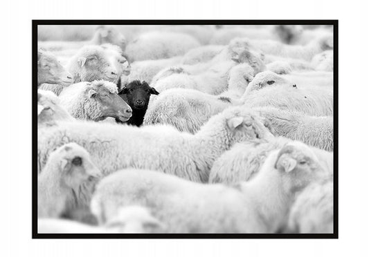 Plakat Owce 33x43 cm  ForWalls.eu