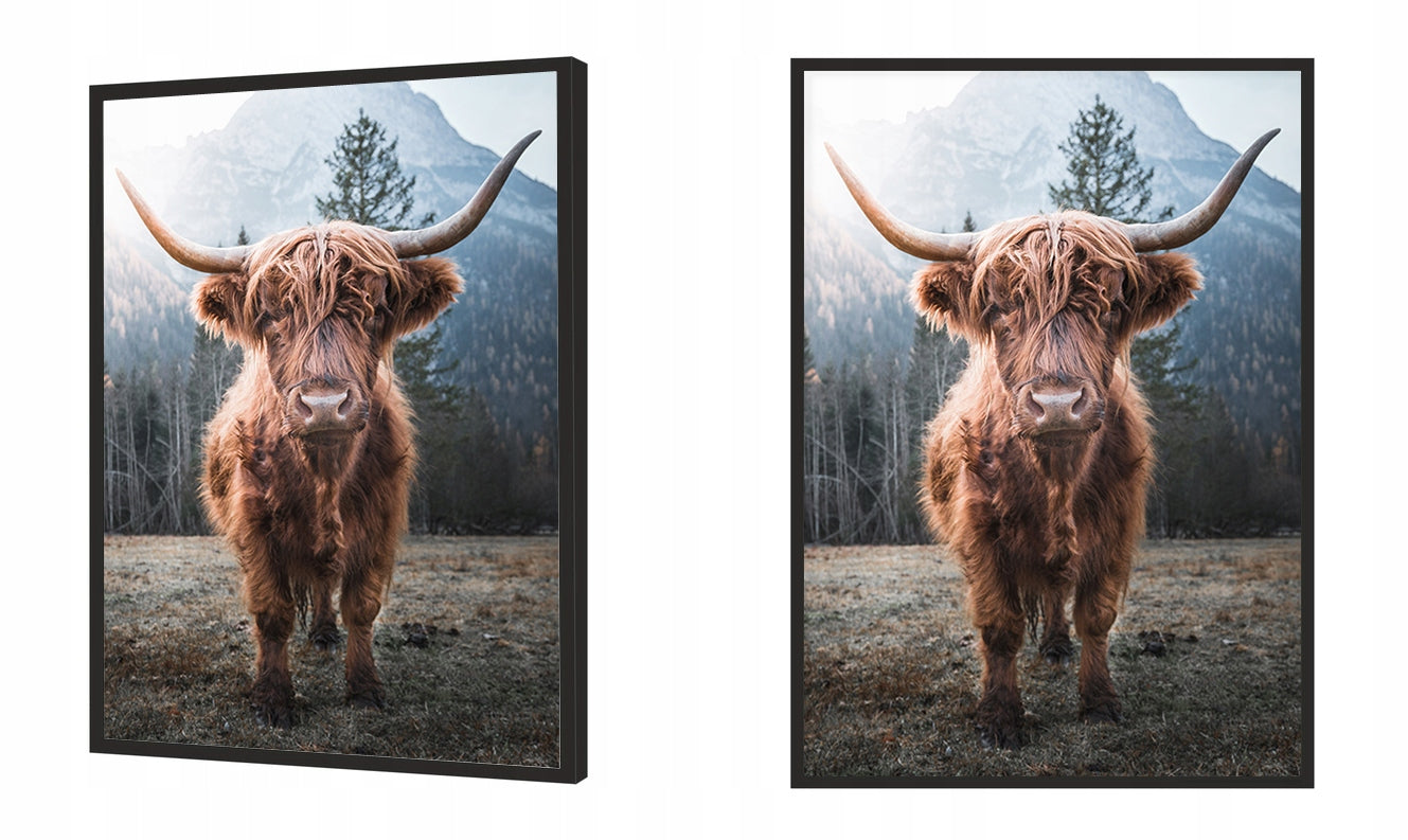 Plakat Highlander Cow 33x43 cm  ForWalls.eu
