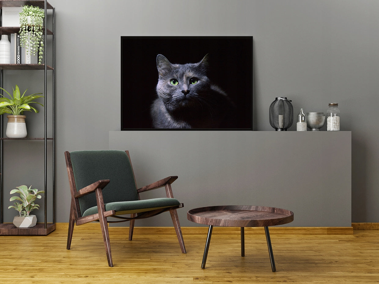 Plakat Kot 33x43 cm  ForWalls.eu