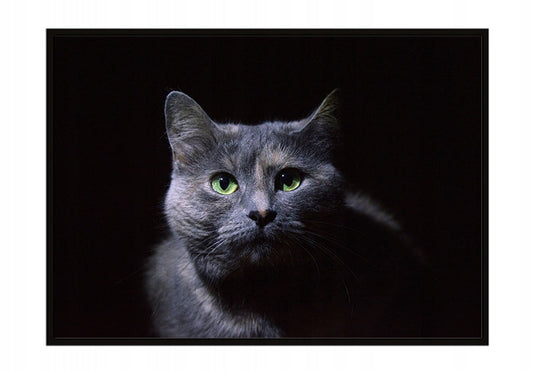 Plakat Kot 33x43 cm  ForWalls.eu