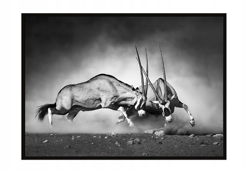Plakat Antylopy 33x43 cm  ForWalls.eu