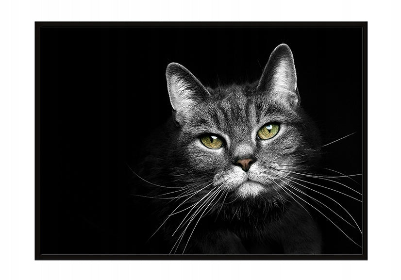 Plakat Kot 33x43 cm  ForWalls.eu