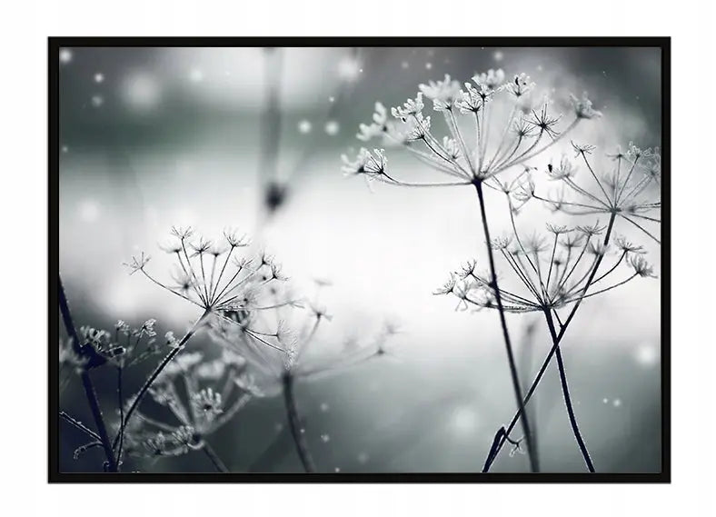 Plakat Dmuchawce 53x73 cm  ForWalls.eu
