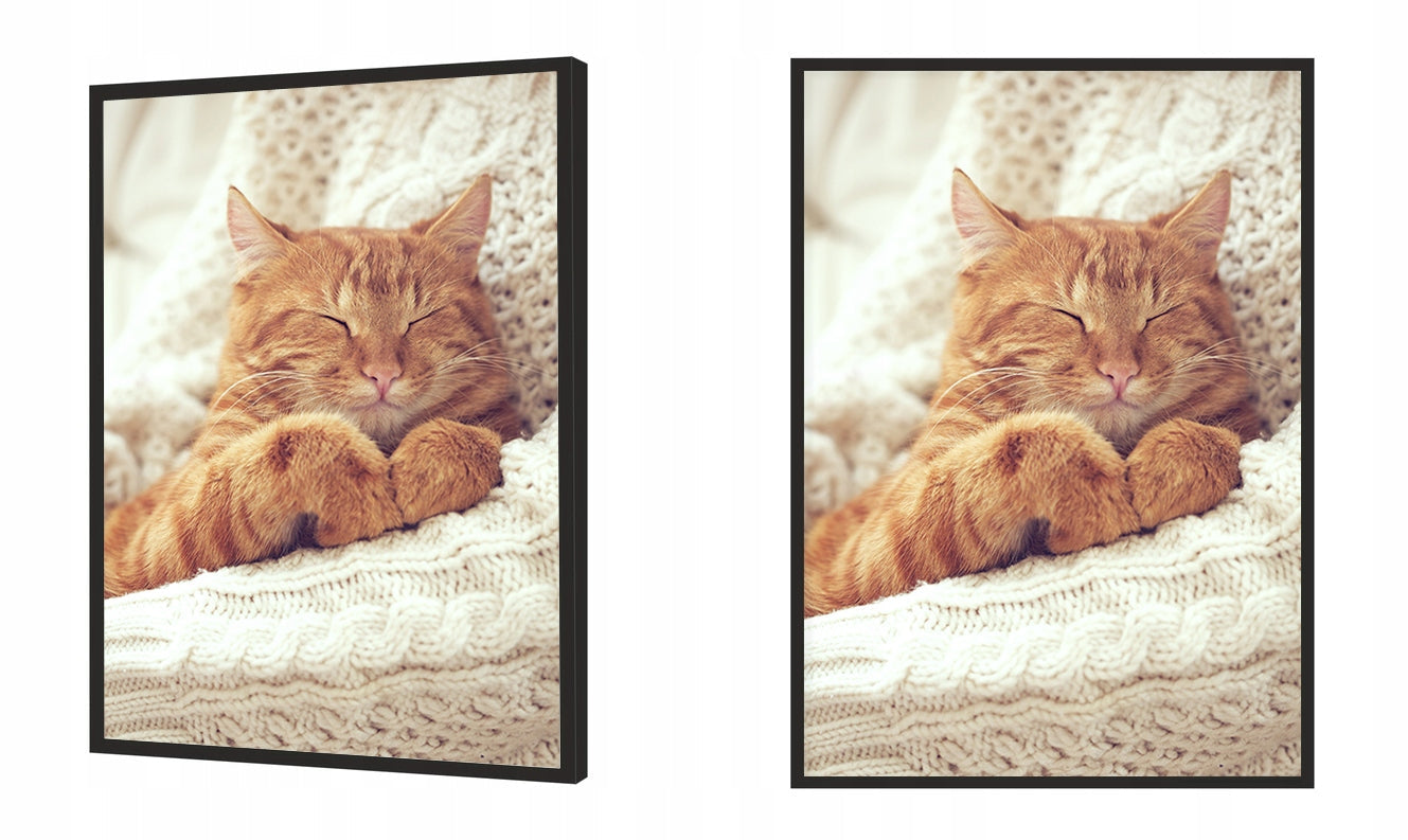 Plakat Kot 33x43 cm  ForWalls.eu