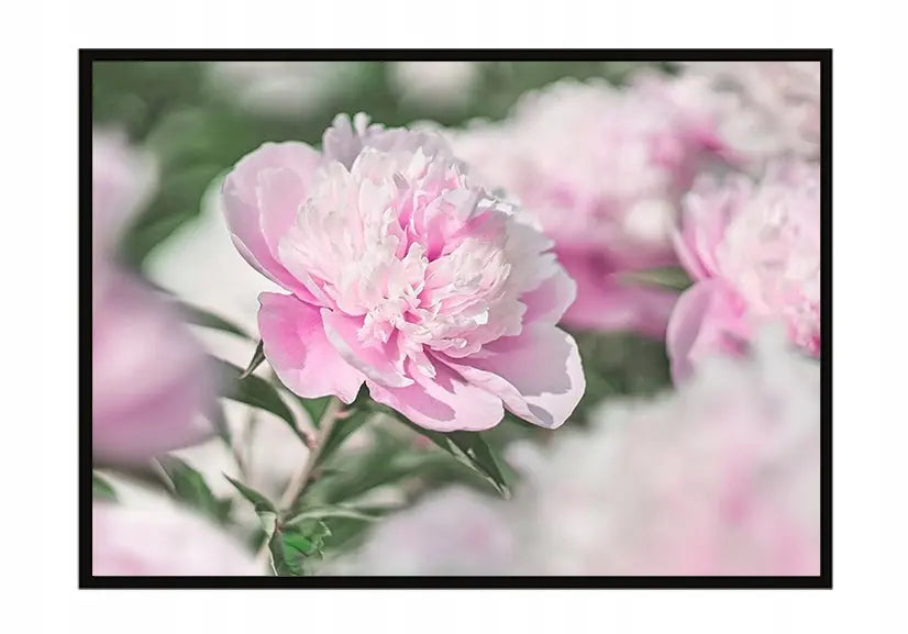 Plakat Kwiaty 53x73 cm  ForWalls.eu