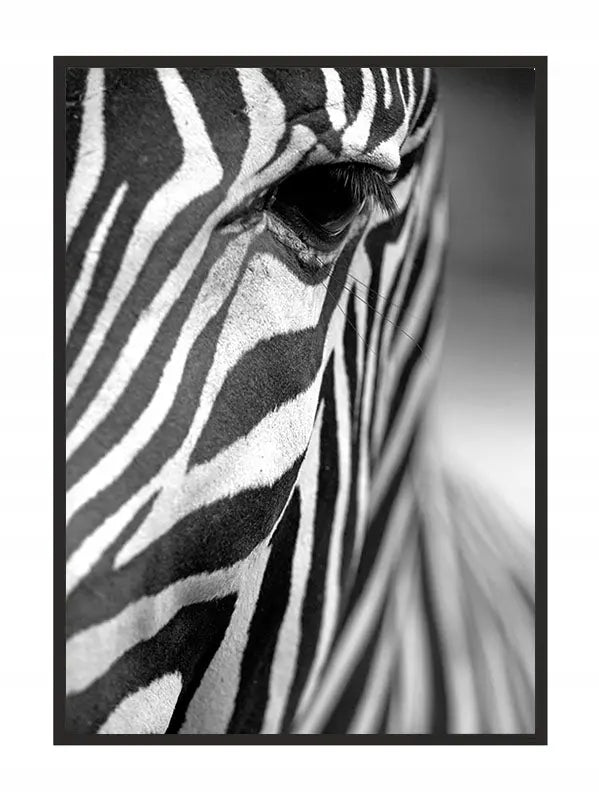 Plakat Zebra 33x43 cm - ForWalls.eu