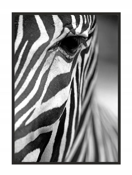 Plakat Zebra 33x43 cm - ForWalls.eu