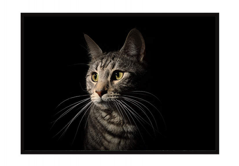 Plakat Kot 33x43 cm  ForWalls.eu