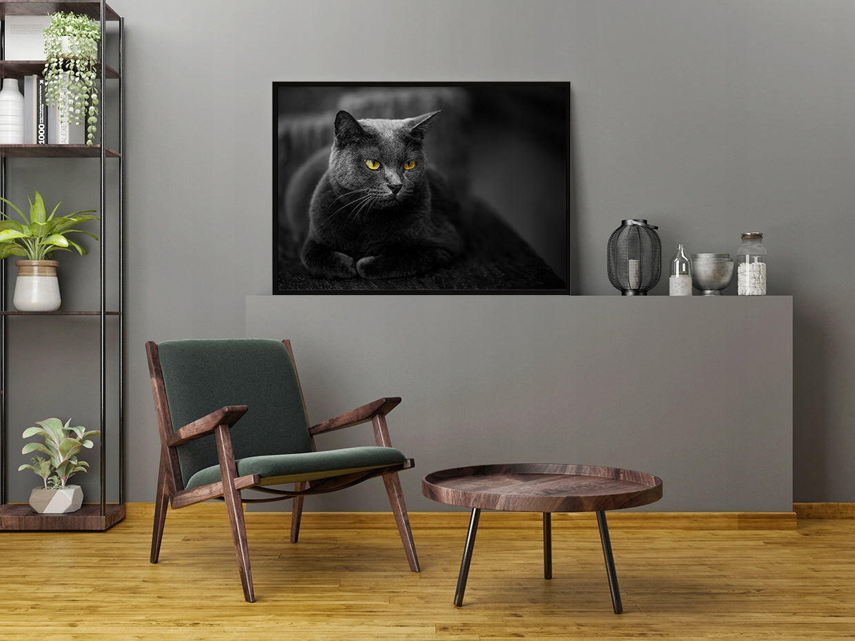 Plakat Kot 33x43 cm  ForWalls.eu