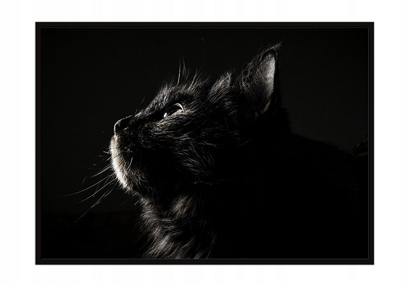 Plakat Kot 33x43 cm  ForWalls.eu