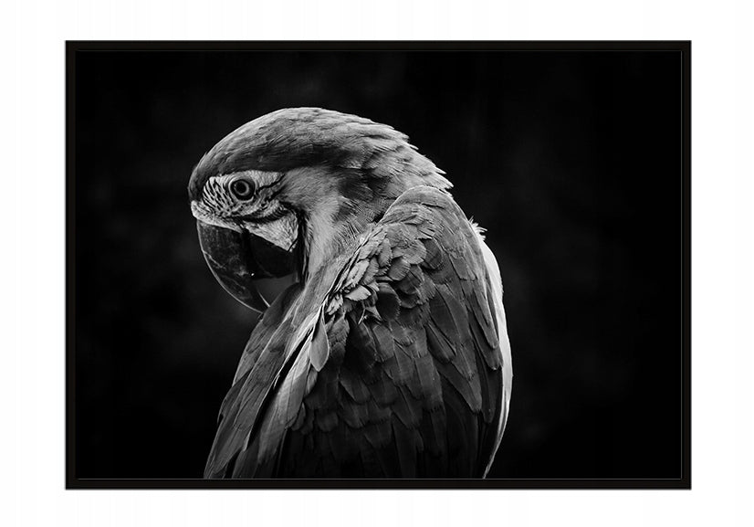 Plakat Papuga 33x43 cm  ForWalls.eu
