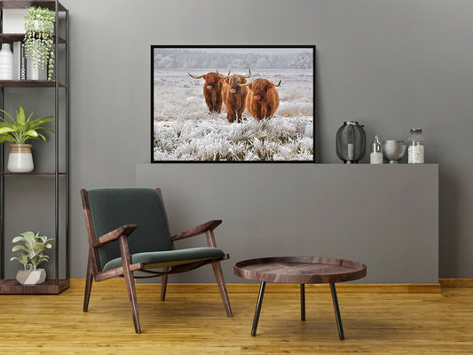 Plakat Krowy Highlander 33x43 cm  ForWalls.eu