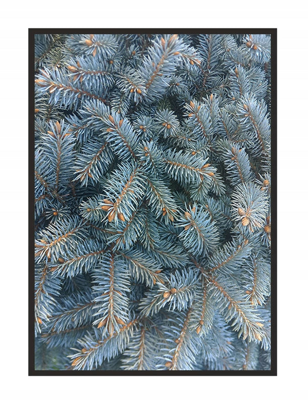 Plakat Choinka 33x43 cm  ForWalls.eu