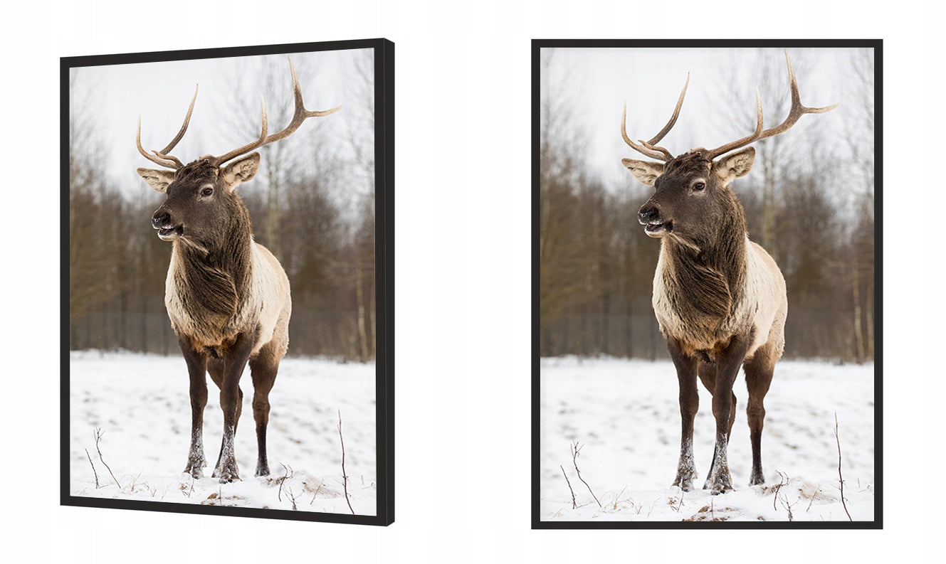 Plakat Jeleń 33x43 cm  ForWalls.eu
