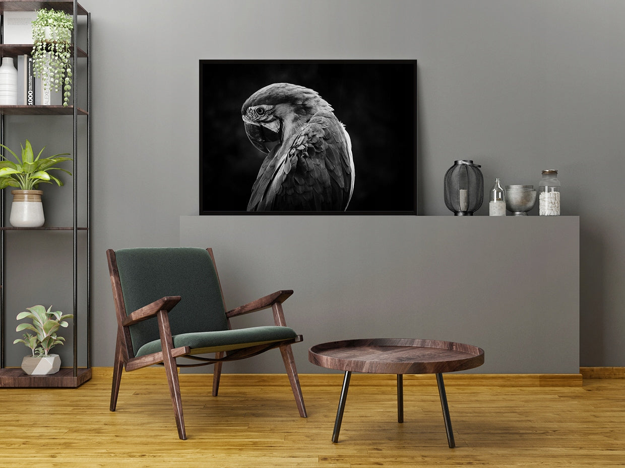 Plakat Papuga 33x43 cm  ForWalls.eu