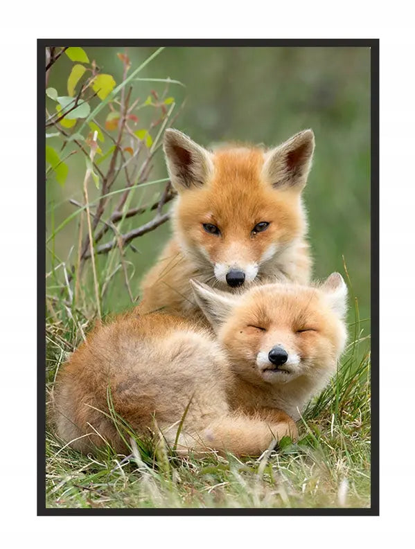 Plakat Liski 33x43 cm - ForWalls.eu