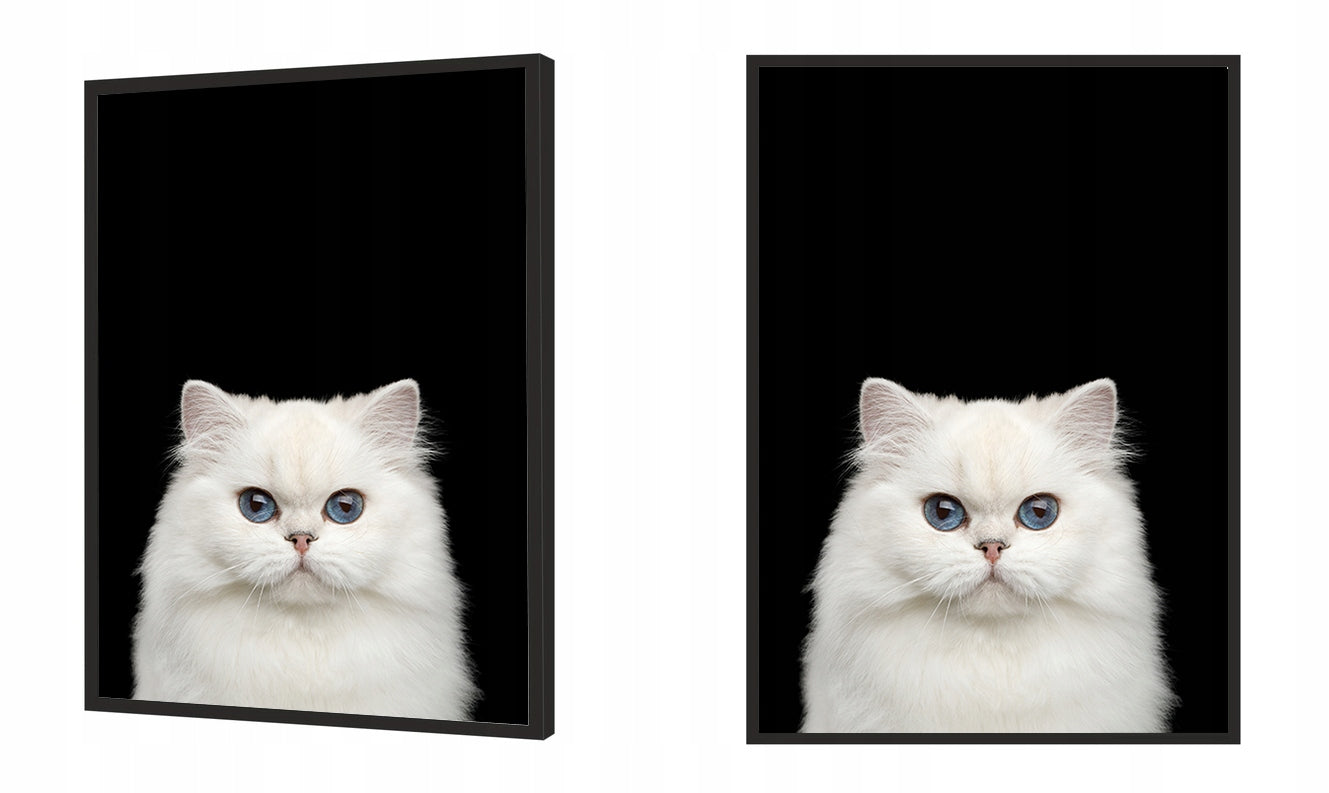 Plakat Kot 33x43 cm  ForWalls.eu