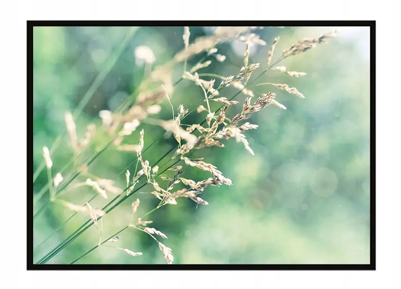 Plakat Łąka 53x73 cm  ForWalls.eu