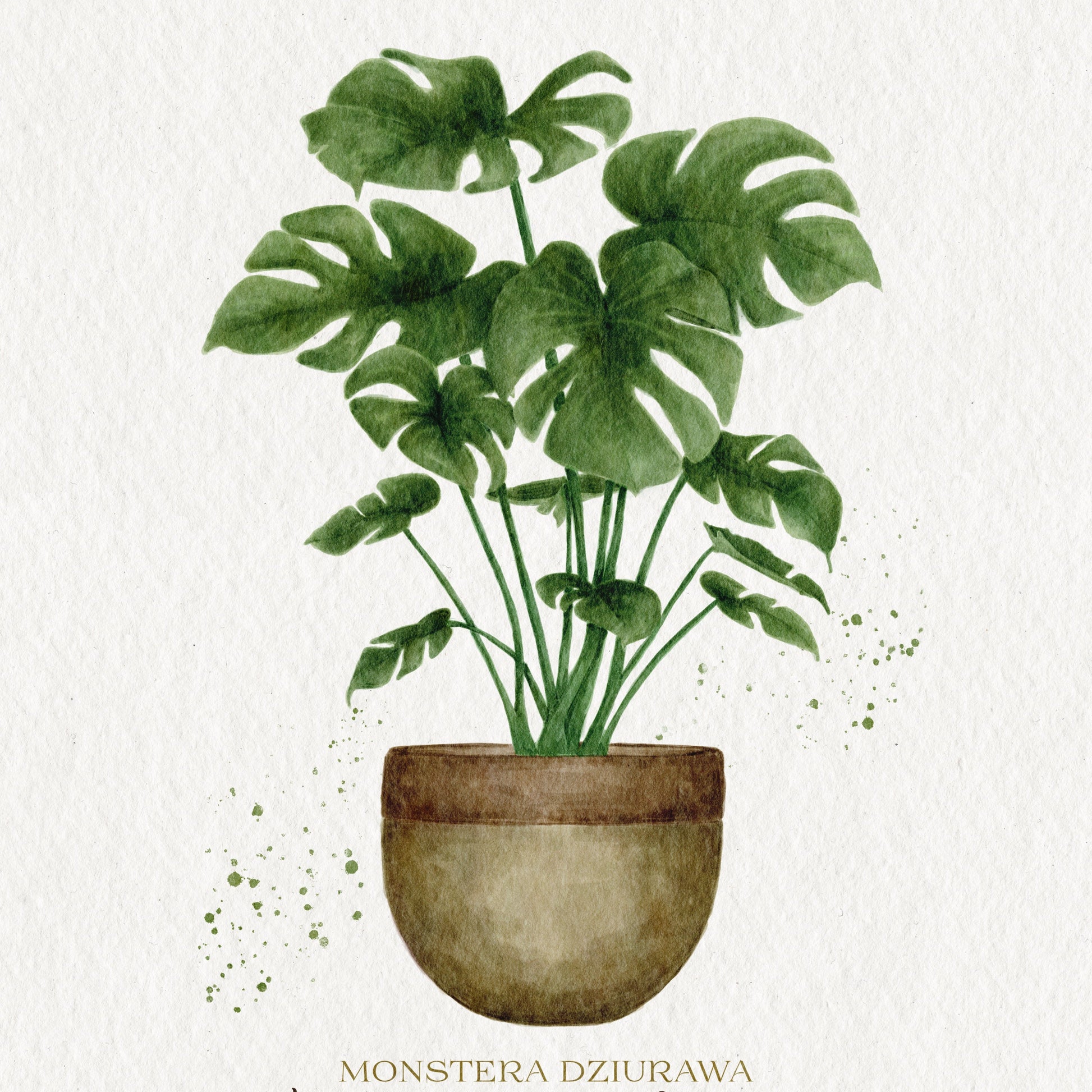 Plakat Monstera Deliciosa  ForWalls.eu