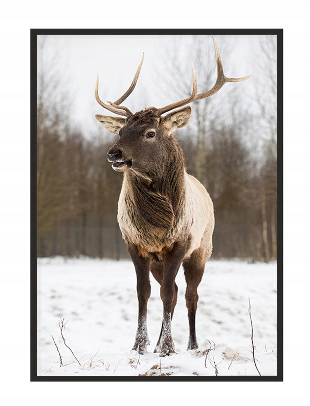 Plakat Jeleń 33x43 cm  ForWalls.eu