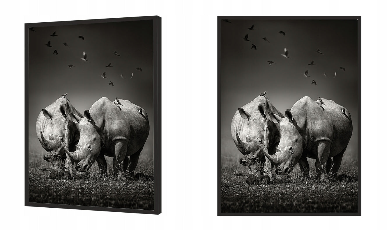 Plakat Nosorożce 33x43 cm  ForWalls.eu