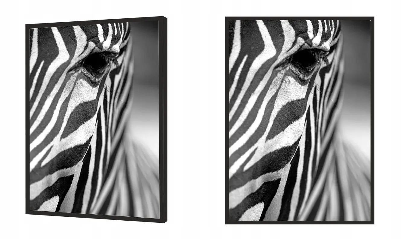 Plakat Zebra 33x43 cm - ForWalls.eu