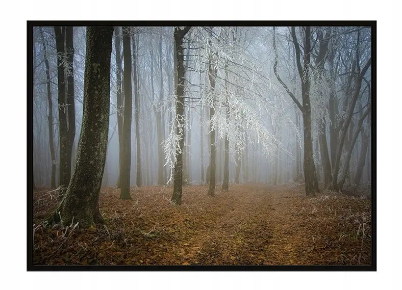 Plakat Las 53x73 cm - ForWalls.eu