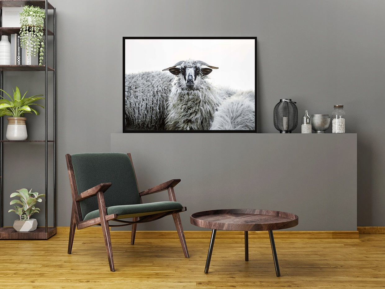 Plakat Owce 33x43 cm  ForWalls.eu