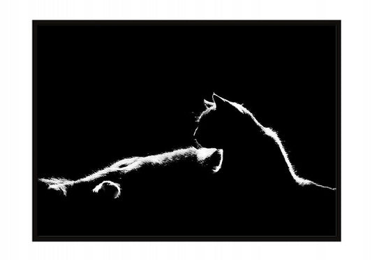 Plakat Kot 53x73 cm  ForWalls.eu