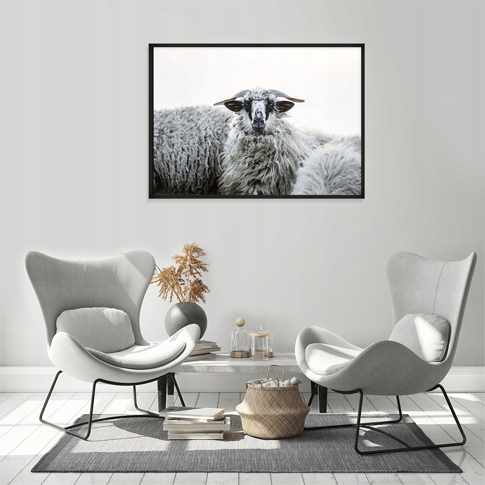 Plakat Owce 33x43 cm  ForWalls.eu