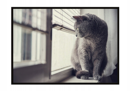 Plakat Kot 33x43 cm  ForWalls.eu
