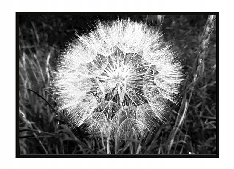 Plakat Dmuchawiec 53x73 cm  ForWalls.eu