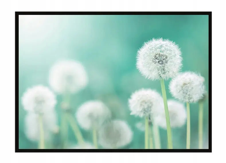 Plakat Dmuchawce 53x73 cm  ForWalls.eu