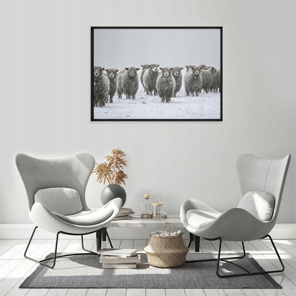 Plakat Owce 33x43 cm  ForWalls.eu