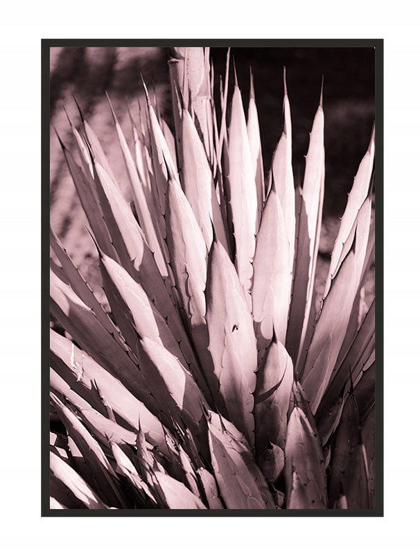 Plakat Sukulent 33x43 cm  ForWalls.eu
